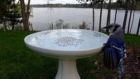 Blue Jay in slow motion lands at bird bath, drinks, then flies away Video stock 71155639