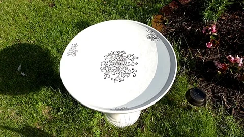 Blue Jay in slow motion lands to drink at bird bath in summer. Video stock 71156149