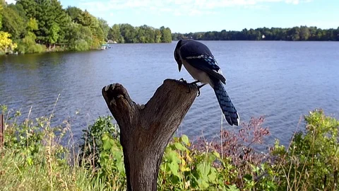 Blue Jay in slow motion tries hard to pry loose a nut by a lake. Stock-Footage 71156053