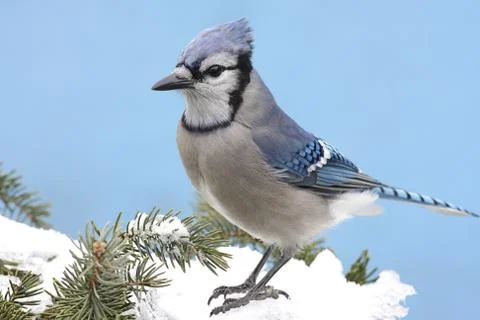 Blue jay in snow Stock Photos