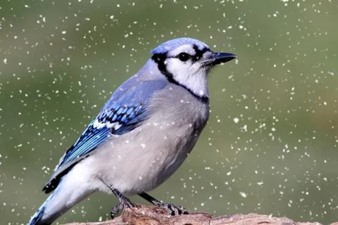 Blue jay in snow 写真素材