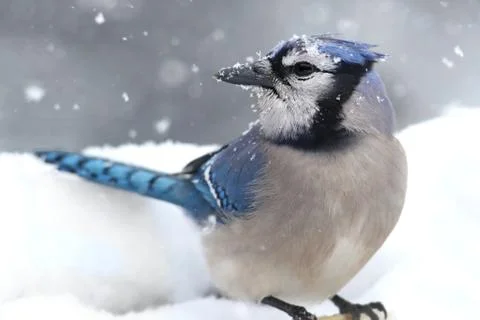 Blue Jay In Snow Stock Photos