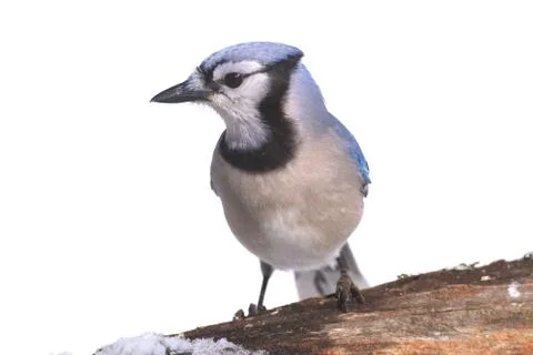 Blue Jay In Snow Stock Photos