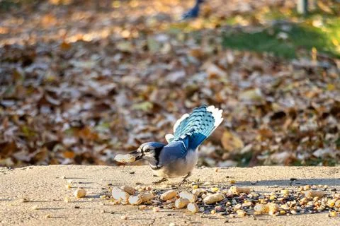 Blue Jay speading tail with a peanut in his beak. Stock Photos
