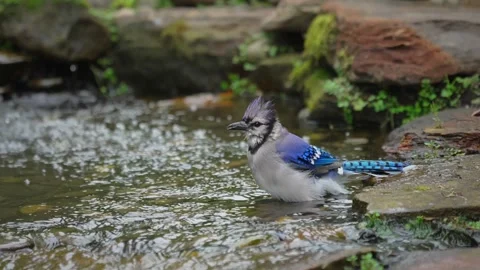 Blue Jay Splashing and Bathing in Shallow Stream Stock Footage 342655046