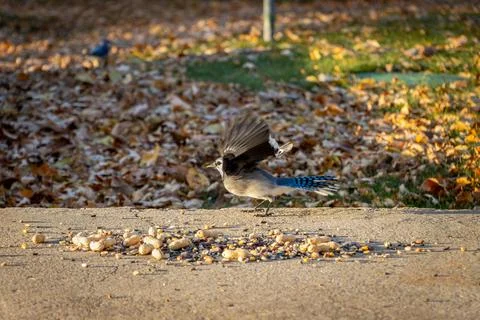 Blue Jay spreading wings in front of bird seeds. Stock Photos