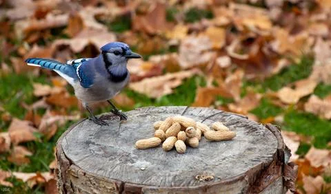 Blue Jay Standing On Tree Stump Next To A Pile Of Monkey Nuts Stock Photos