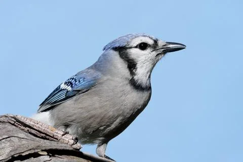 Blue jay on a stump Stock Photos