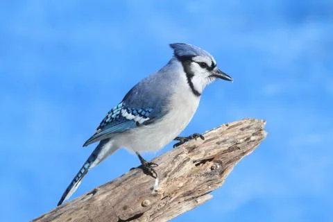Blue jay on a stump Stock Photos