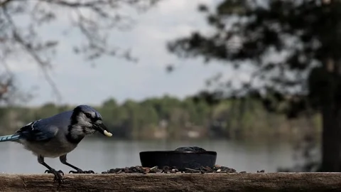A Blue jay takes a nut the flies away with it. Video stock 148676985