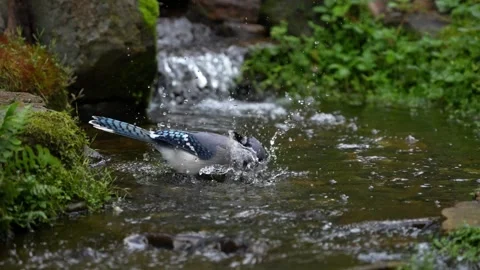 A blue jay taking a bath Vídeos de archivo 334664281