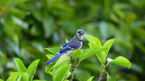 BLUE JAY TAKING OFF CLOSE UP Stock Footage 289905638