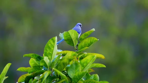 BLUE JAY TAKING OFF Stock Footage 289907348
