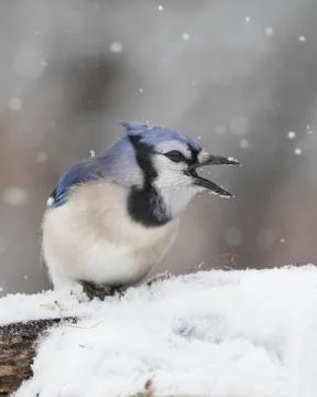 Blue Jay Threat Stock Photos