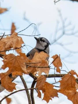 Blue Jay On tree Branch With Orange Fall Leaves And Blue Sky Stock Photos