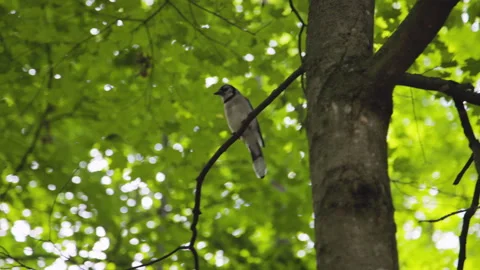 Blue jay in a tree canopy Video stock 242452163