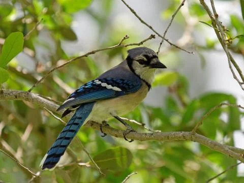 Blue Jay on Tree Close Up Stock Photos