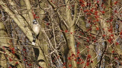 Blue Jay in Tree Stock Footage 22555320
