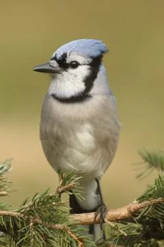 Blue Jay in a Tree Stock Photos