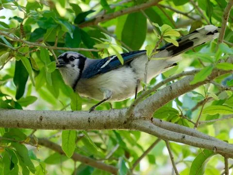 Blue Jay on Tree Stock Photos