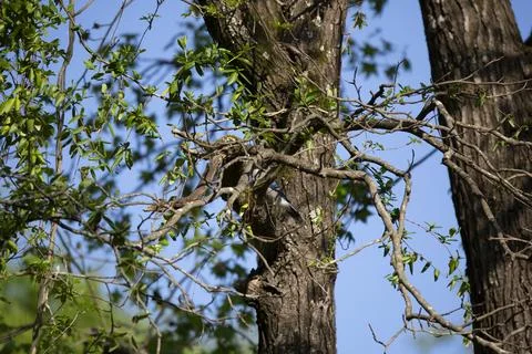 Blue Jay in a Tree Stock Photos