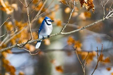 Blue jay in trees. Stock Photos