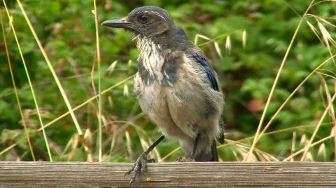 Blue jay V1 - HD Stock-Footage 779696