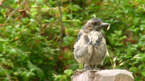 Blue jay V2 - HD Stock-Footage 779683