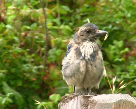 Blue jay V2 - PAL Stock Footage 10721652