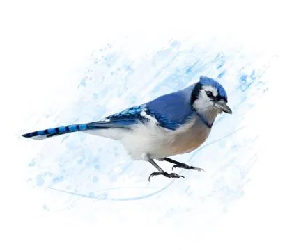 Blue Jay watercolor Stock Illustration