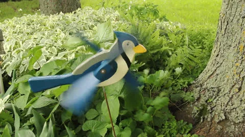 Blue jay whirligig Stock Footage 25176147