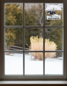 Blue Jay in window bird feeder on snowy day Stock Photos
