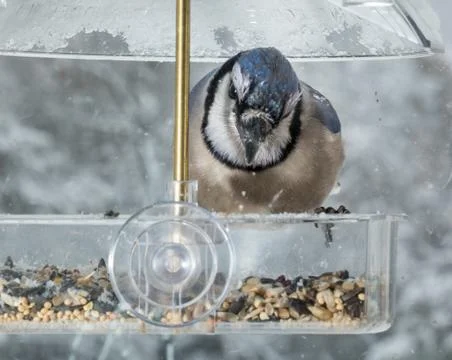 Blue Jay in window bird feeder Stock Photos