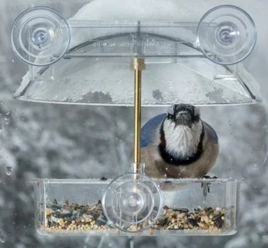 Blue Jay in window bird feeder Stock Photos