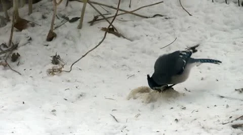 Blue Jay in Winter Stockbeeldmateriaal 21881207