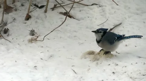Blue Jay in Winter Stock Footage 22019625