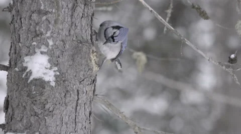 Blue jay in winter Stock Footage 59295253