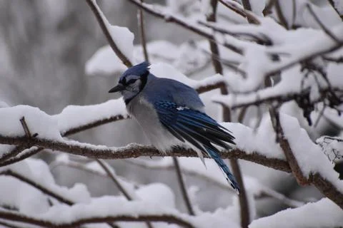 A blue jay in winter Stock Photos