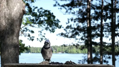 Blue jays land to sample some food then fly away. Video stock 148676158
