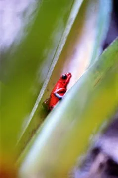 Blue-jeans frog Stock Photos