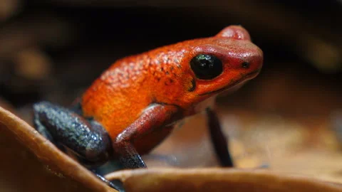 Blue jeans poison dart frog in its natural habitat in the Caribbean Stock Footage 112997948