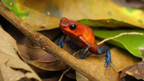 Blue jeans poison dart frog in its natural habitat in the Caribbean Stock Footage 112998540