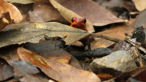 Blue jeans poison dart frog in its natural habitat in the Caribbean Stock Footage 112998640