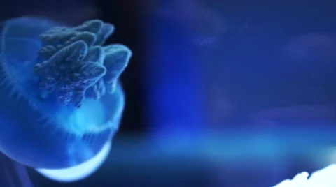 Blue Jelly blubber Jellyfish in dark blue ocean with illuminated light Stock Footage
