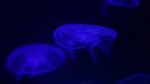 Blue jelly fish floating in deep ocean Stock Footage 89872865