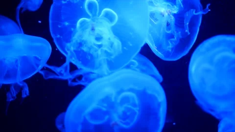 Blue Jelly Fish Floating Stock Footage 166772006