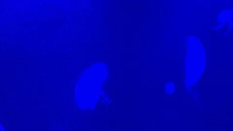 Blue Jellyfish 2 Vídeos de archivo 76504318