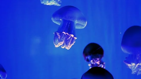 Blue Jellyfish Background Small Tiny Underwater Ocean Nature Life Stock Footage 83841387