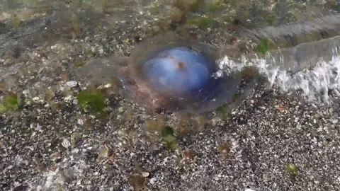 Blue Jellyfish on the Beach Closeup Stock Footage 297499895