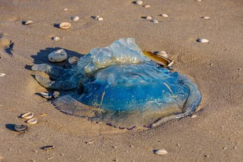 Blue jellyfish on the beach 스톡 사진